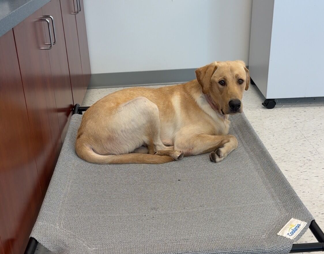 First-ever K9 for Millsboro Police